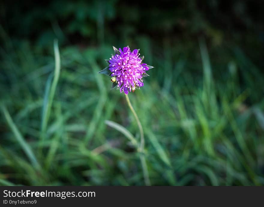 Flower, Flora, Plant, Grass