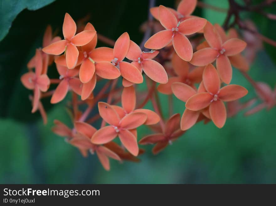 Flower, Plant, Flora, Flowering Plant