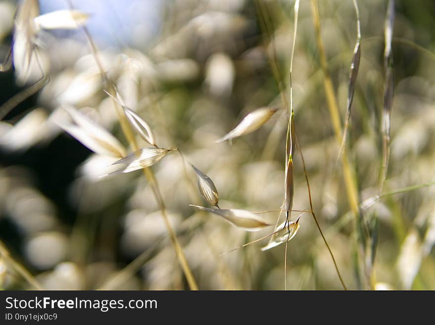 Flora, Plant, Close Up, Grass Family