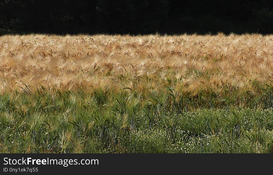 Crop, Grass Family, Field, Food Grain