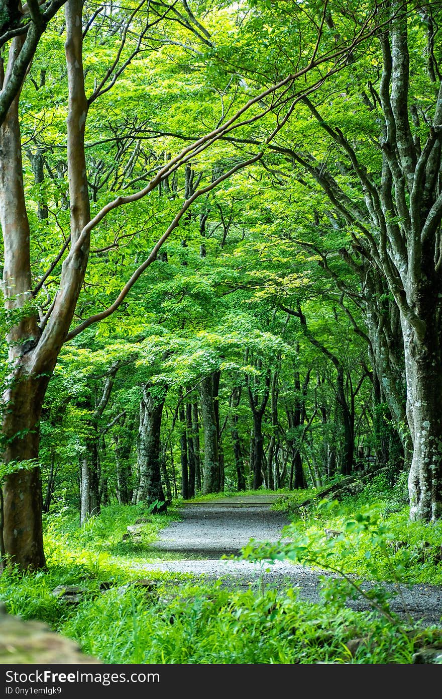 Woodland, Nature, Vegetation, Green