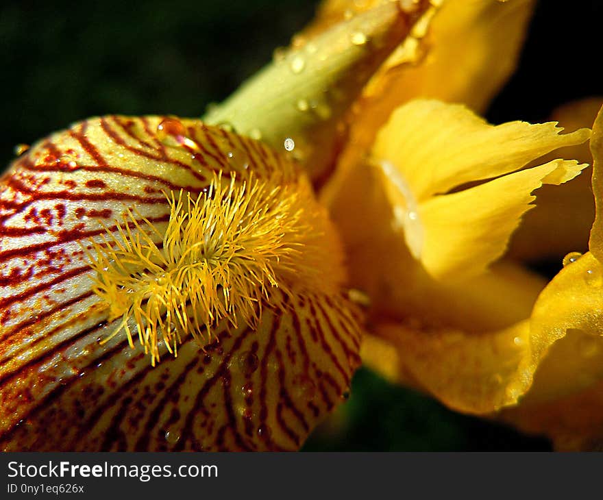 Yellow, Flower, Flora, Close Up