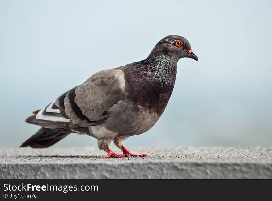 Pigeons And Doves, Fauna, Bird, Beak