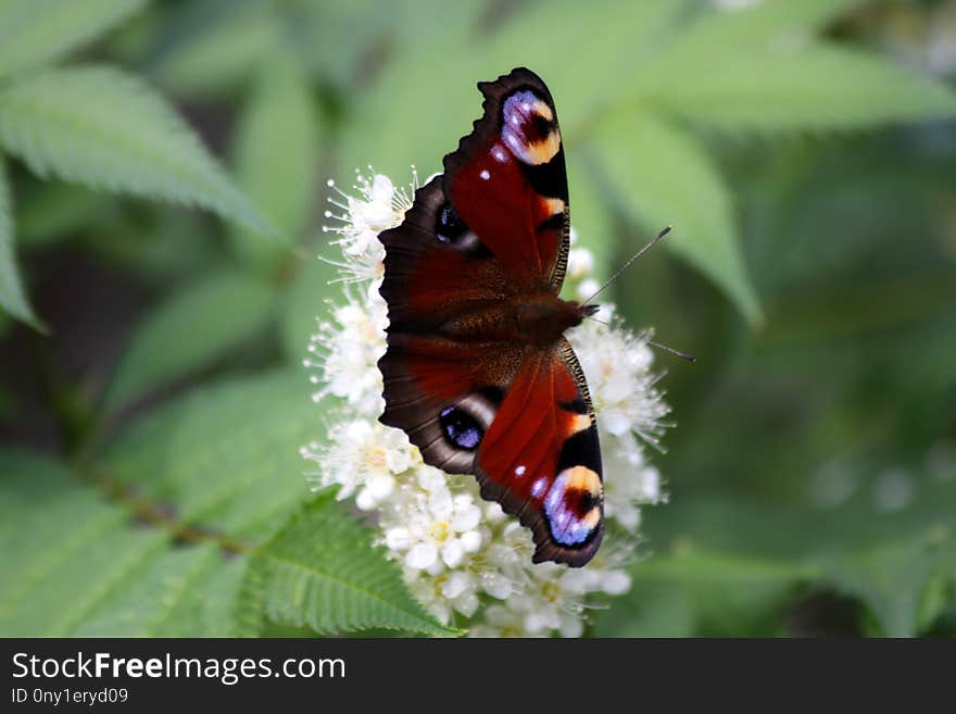 Butterfly, Moths And Butterflies, Insect, Brush Footed Butterfly