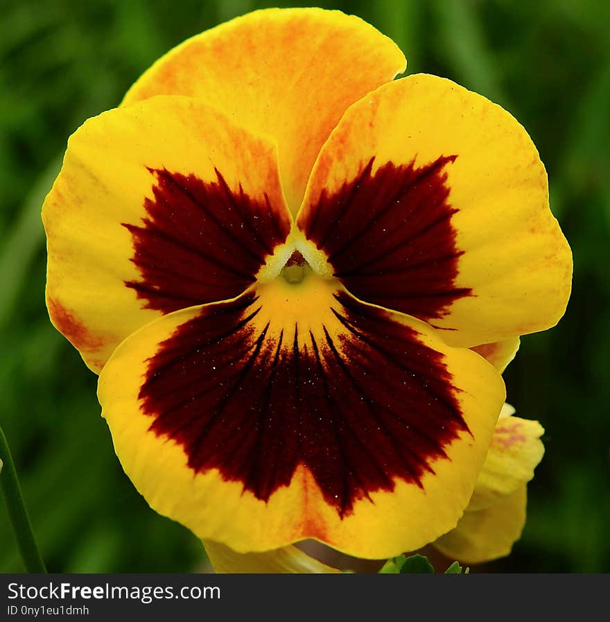 Flower, Yellow, Pansy, Flora