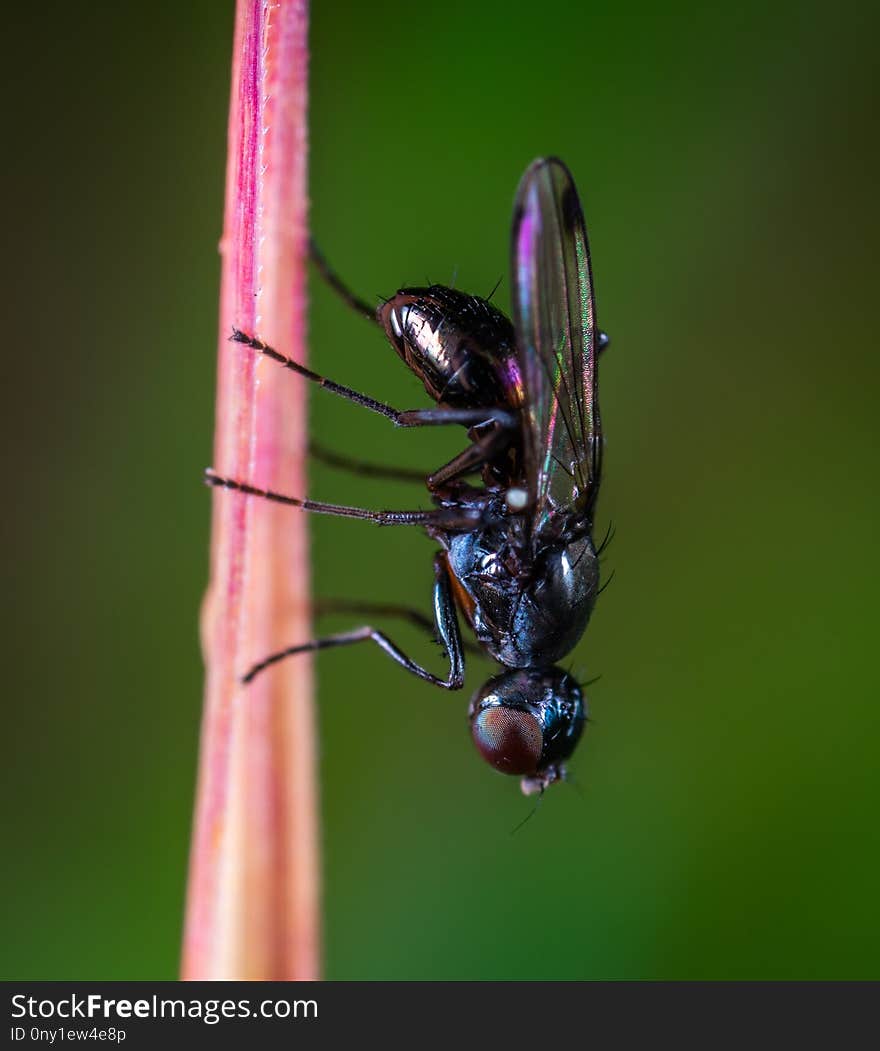 Insect, Pest, Macro Photography, Membrane Winged Insect