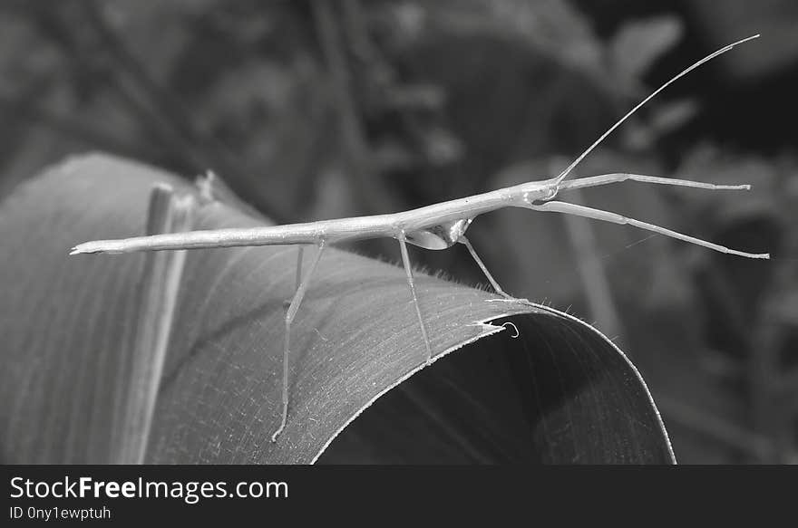 Black And White, Monochrome Photography, Photography, Close Up