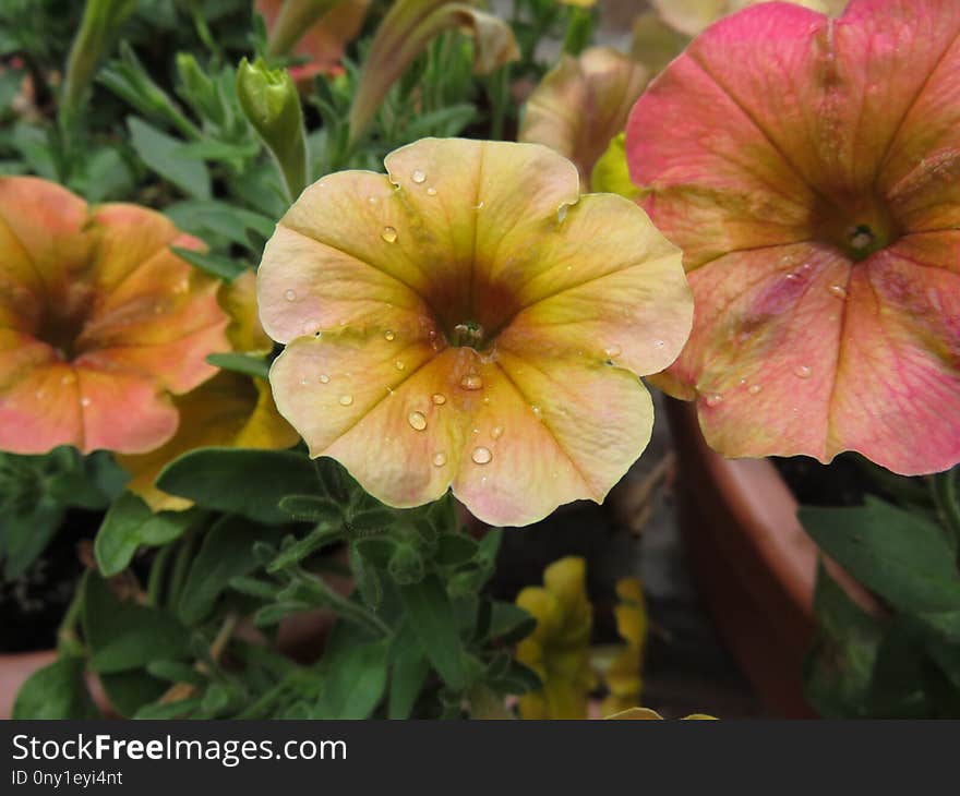 Flower, Plant, Flora, Annual Plant