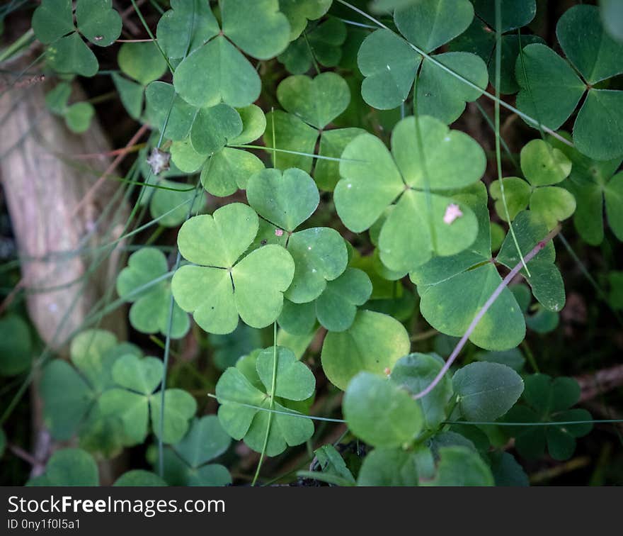 Plant, Leaf, Flora, Trifolieae