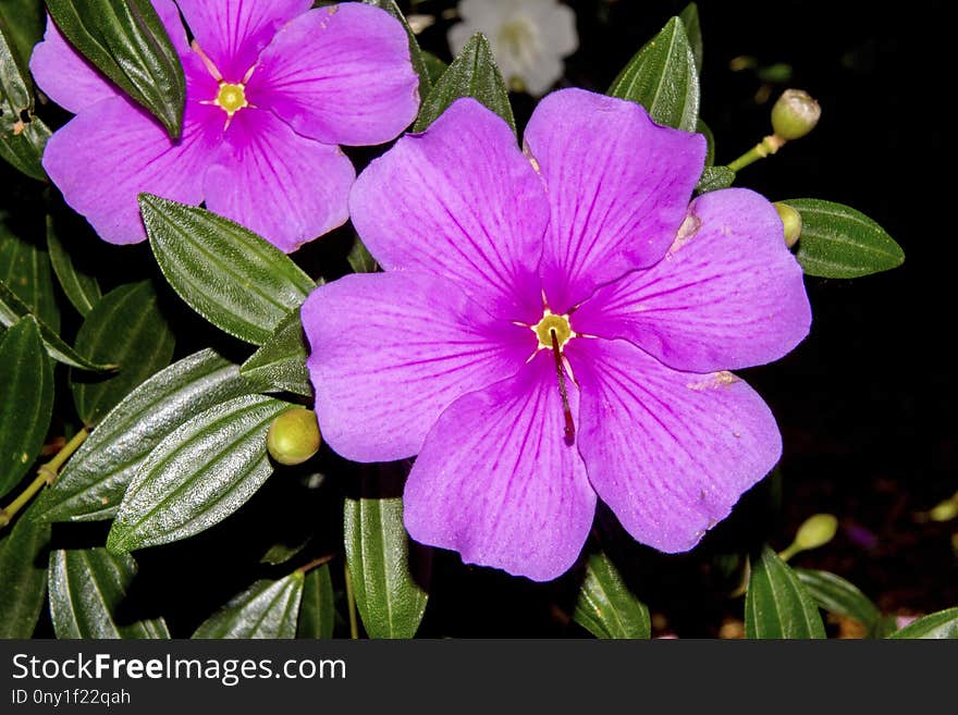 Flower, Flora, Plant, Purple