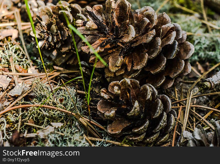 Plant, Flora, Pine Nut, Conifer Cone