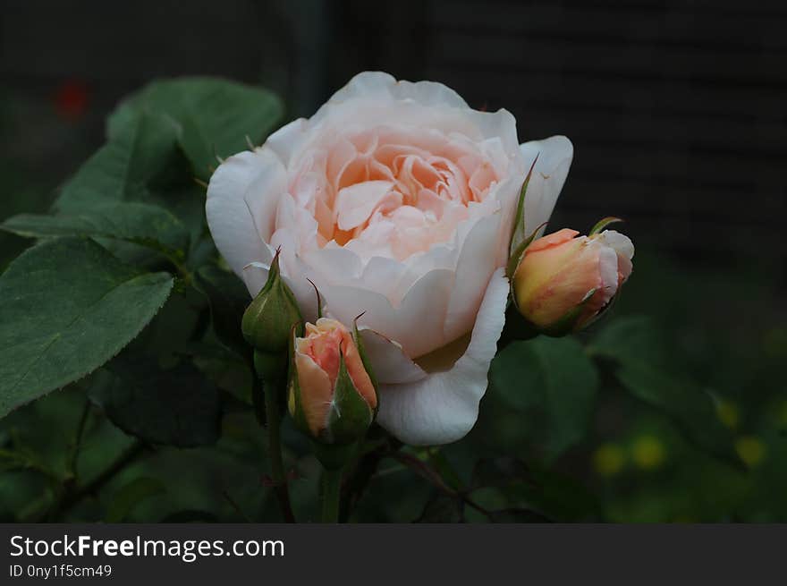 Rose, Flower, Rose Family, Flowering Plant