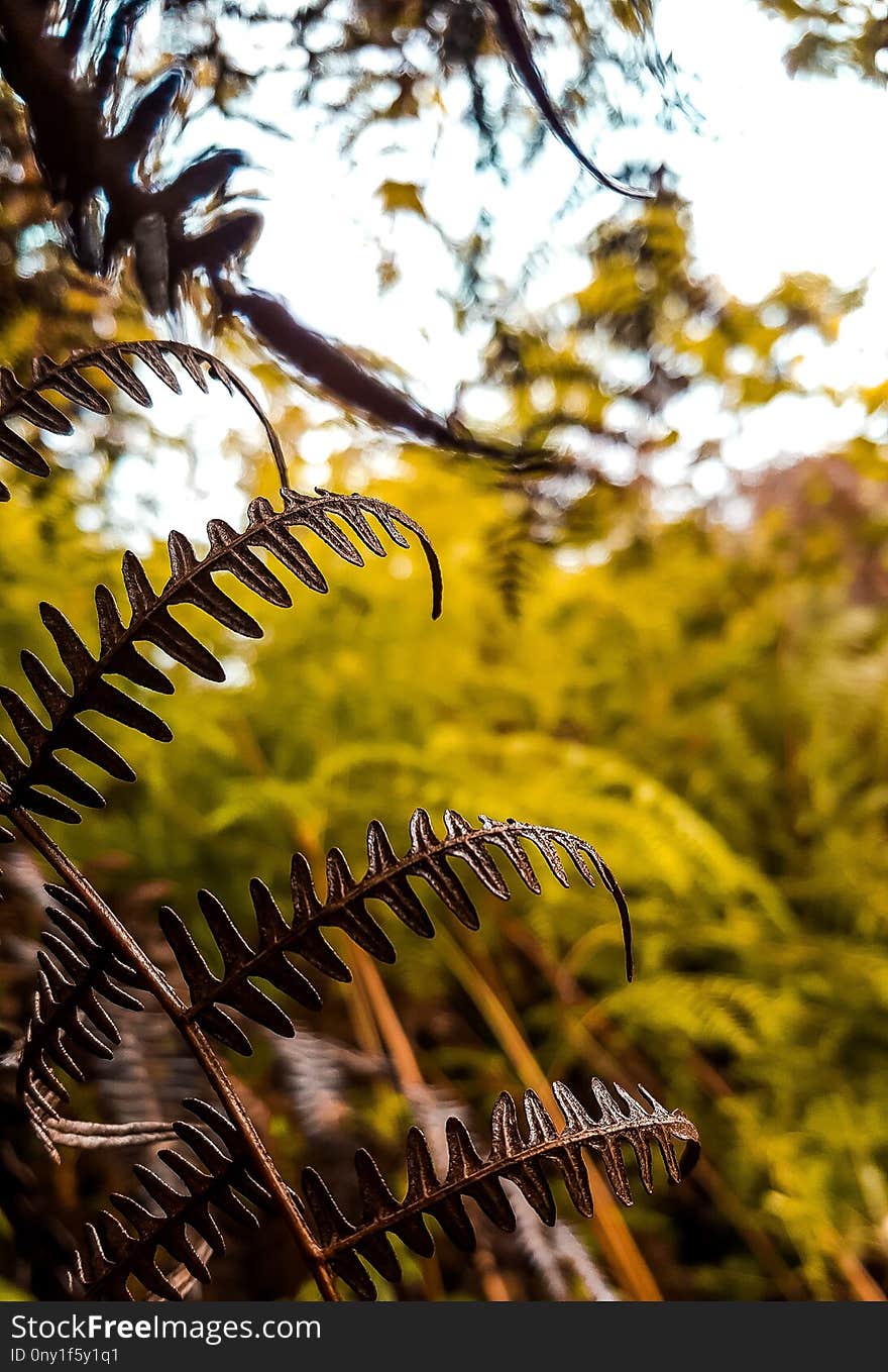 Nature, Leaf, Branch, Yellow