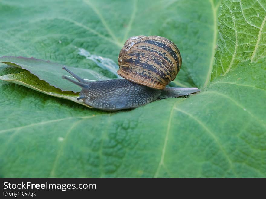 Snails And Slugs, Snail, Invertebrate, Molluscs