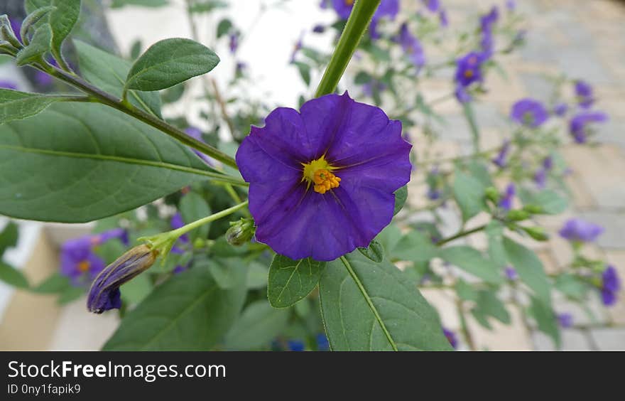 Flower, Violet, Purple, Flora