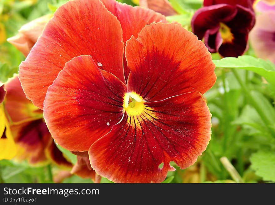 Flower, Pansy, Violet Family, Petal