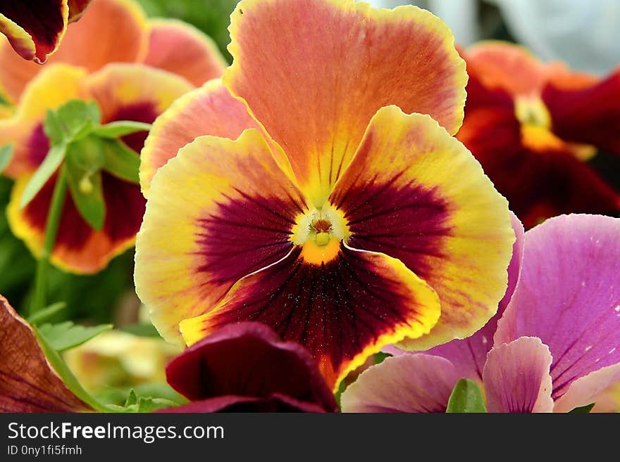 Flower, Flowering Plant, Pansy, Plant