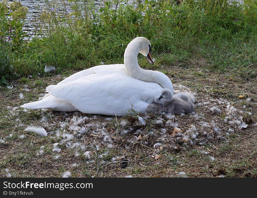 Swan, Bird, Water Bird, Ducks Geese And Swans