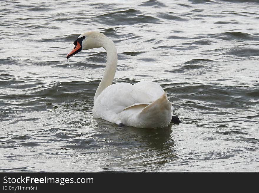 Swan, Bird, Water Bird, Ducks Geese And Swans