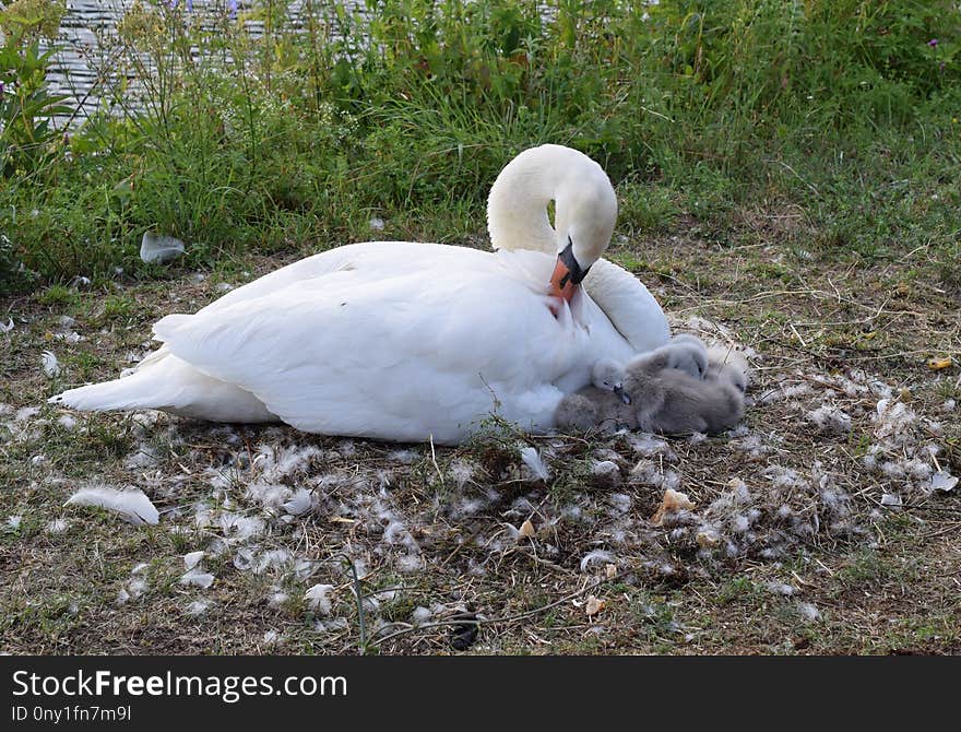 Water Bird, Bird, Swan, Ducks Geese And Swans