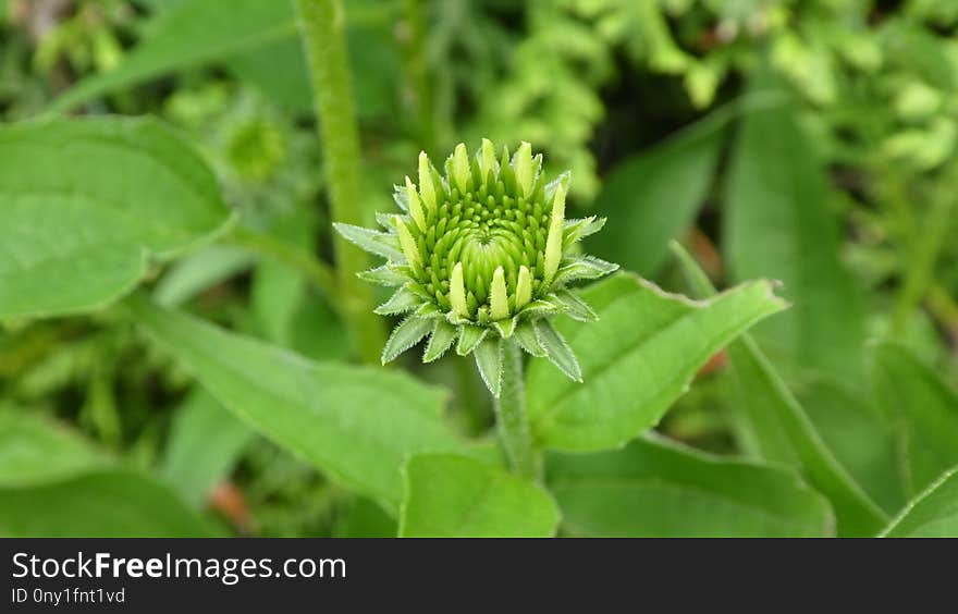 Plant, Flower, Trifolieae, Subshrub