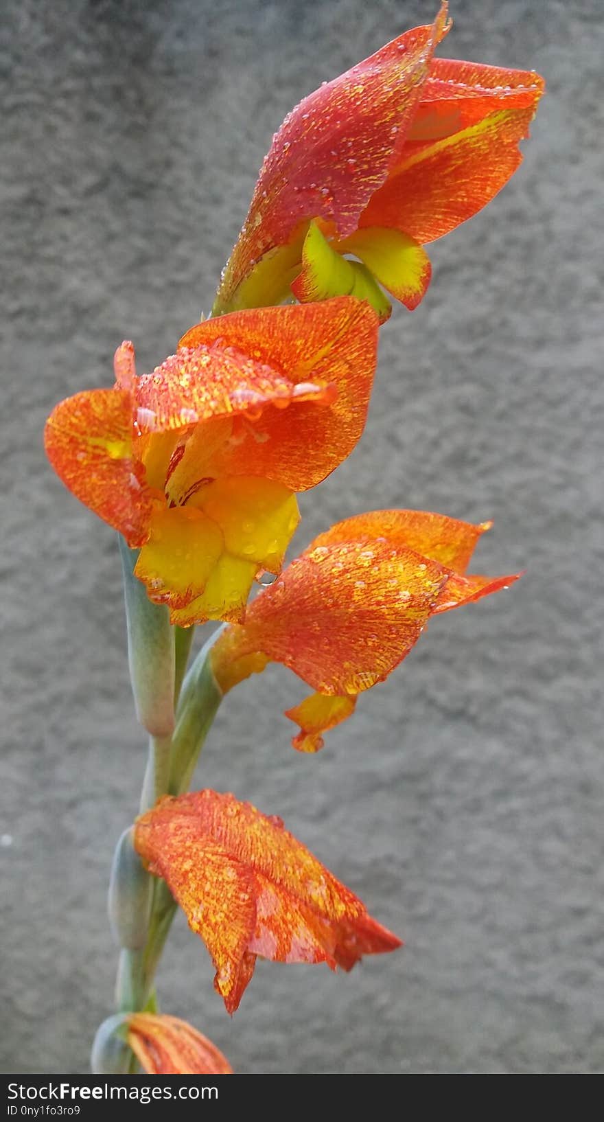 Flower, Flora, Orange, Plant