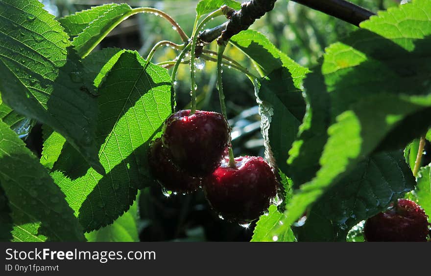 Fruit, Vegetation, Cherry, Leaf