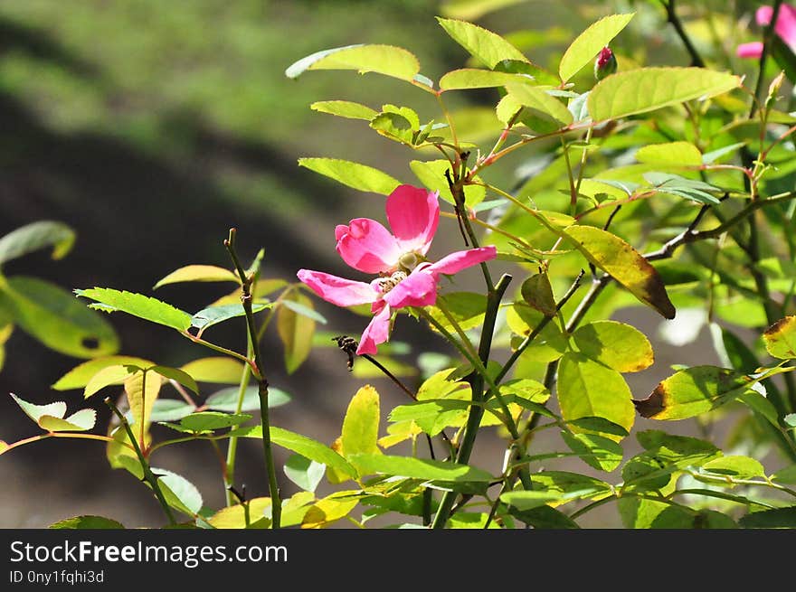 Plant, Flower, Flora, Vegetation