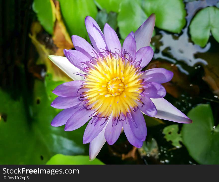 Flower, Flora, Plant, Purple