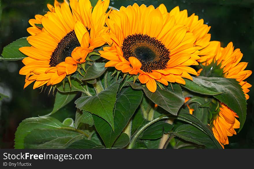 Flower, Sunflower, Sunflower Seed, Plant