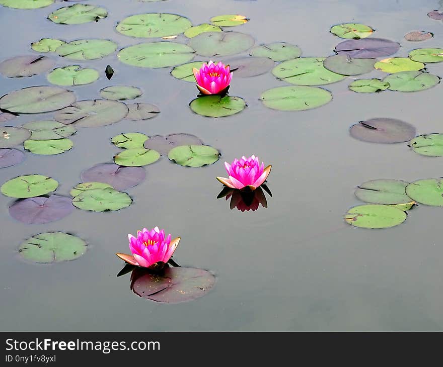 Flower, Pink, Flora, Water