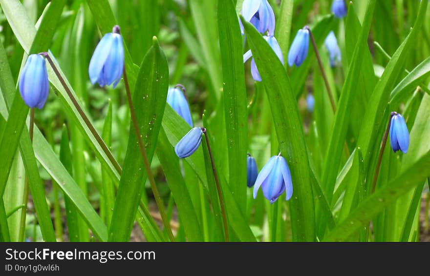 Flower, Plant, Flora, Spring