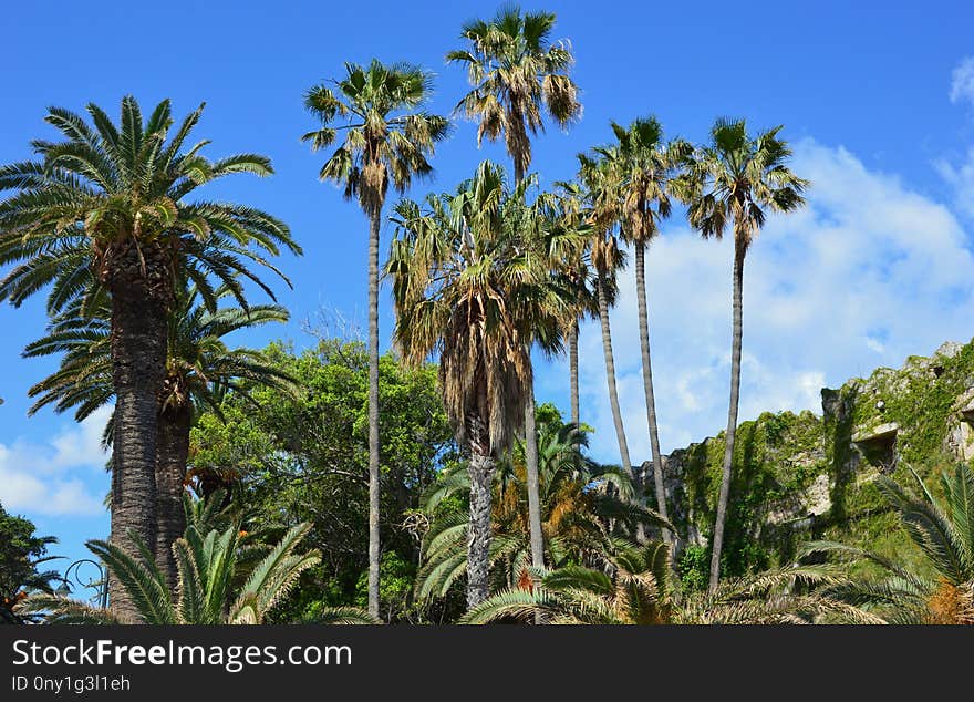 Vegetation, Tree, Palm Tree, Woody Plant