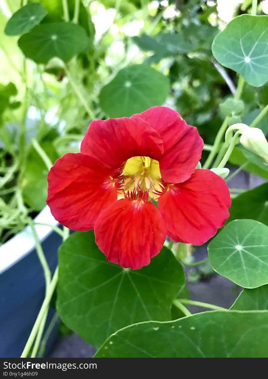 Flower, Plant, Annual Plant, Mallow Family