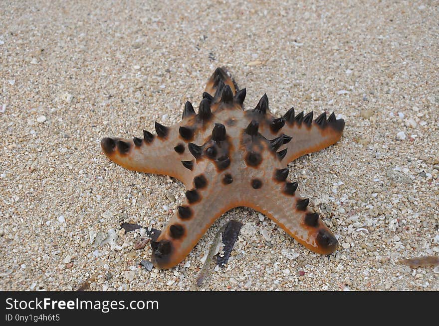 Starfish, Marine Invertebrates, Invertebrate, Echinoderm