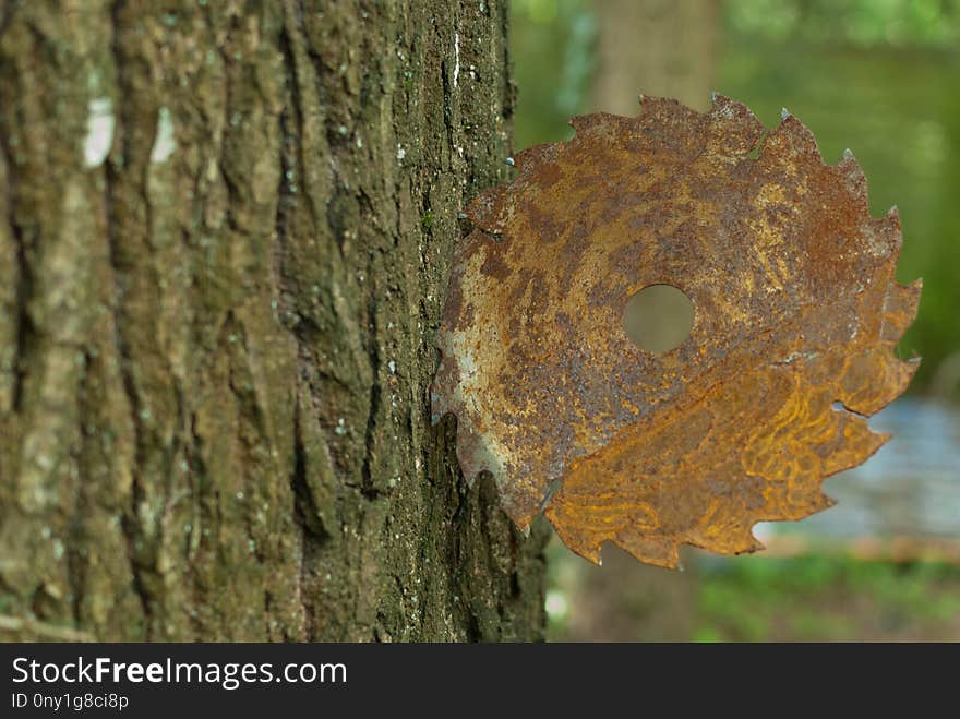 Fungus, Trunk, Hymenochaetales, Tree