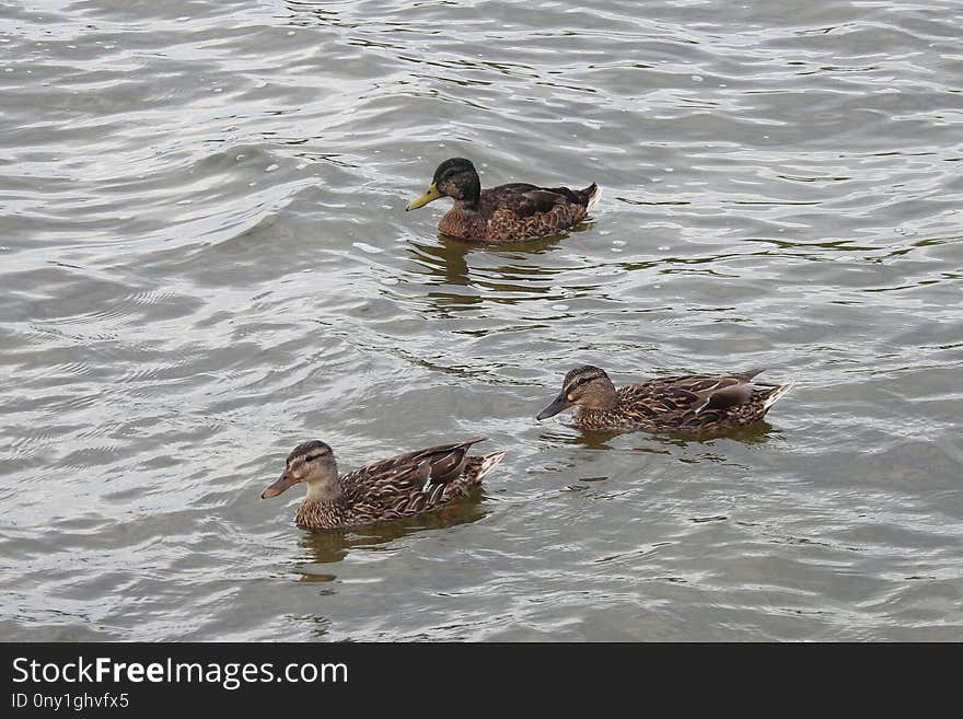 Bird, Duck, Water, Fauna