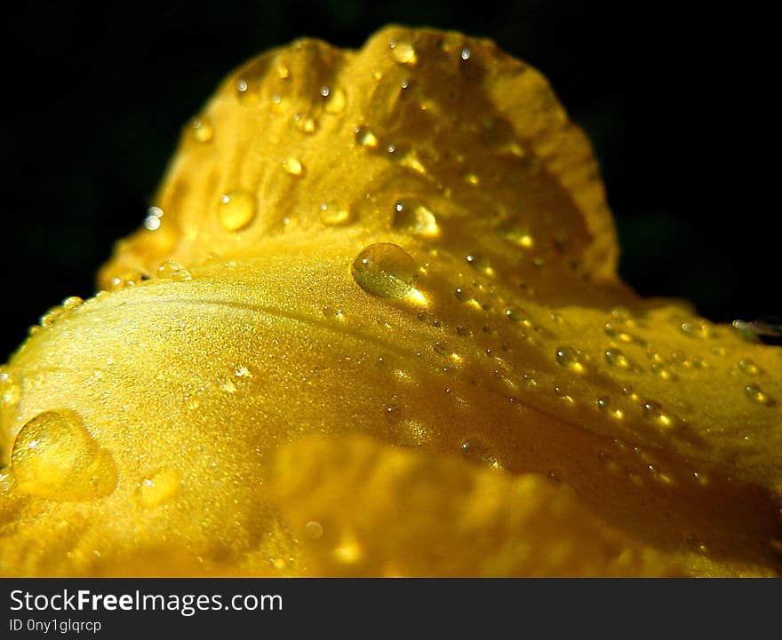 Water, Dew, Yellow, Drop