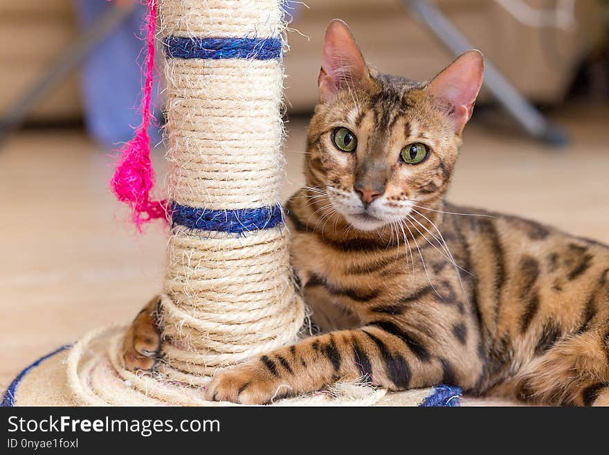 Cute funny cat is playing with a scratcher