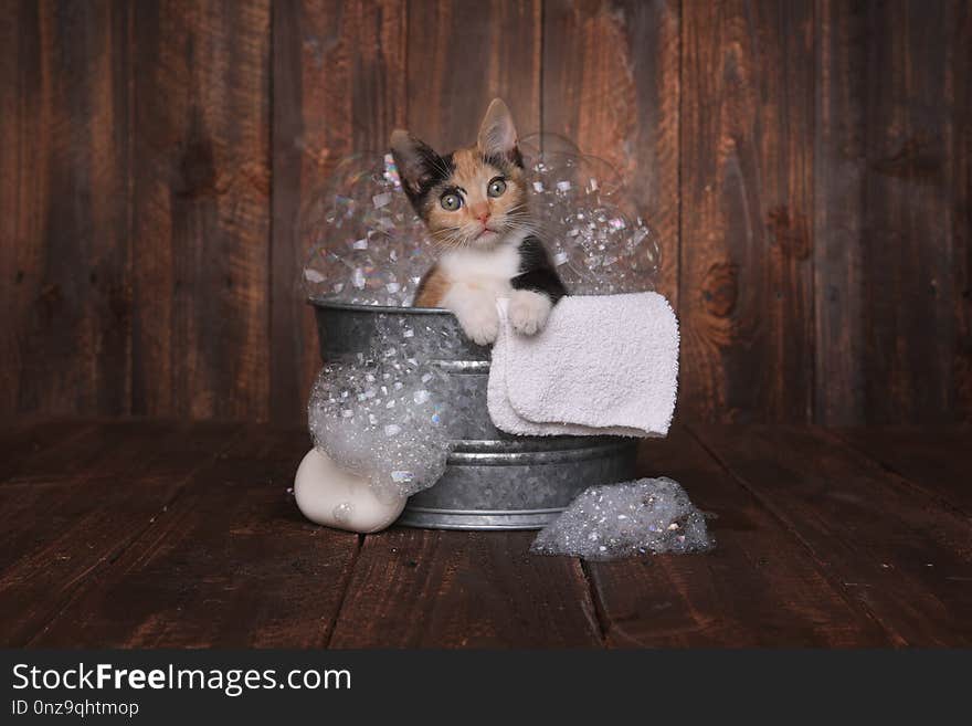 Cute Kitten in Washtub Getting Groomed By Bubble Bath