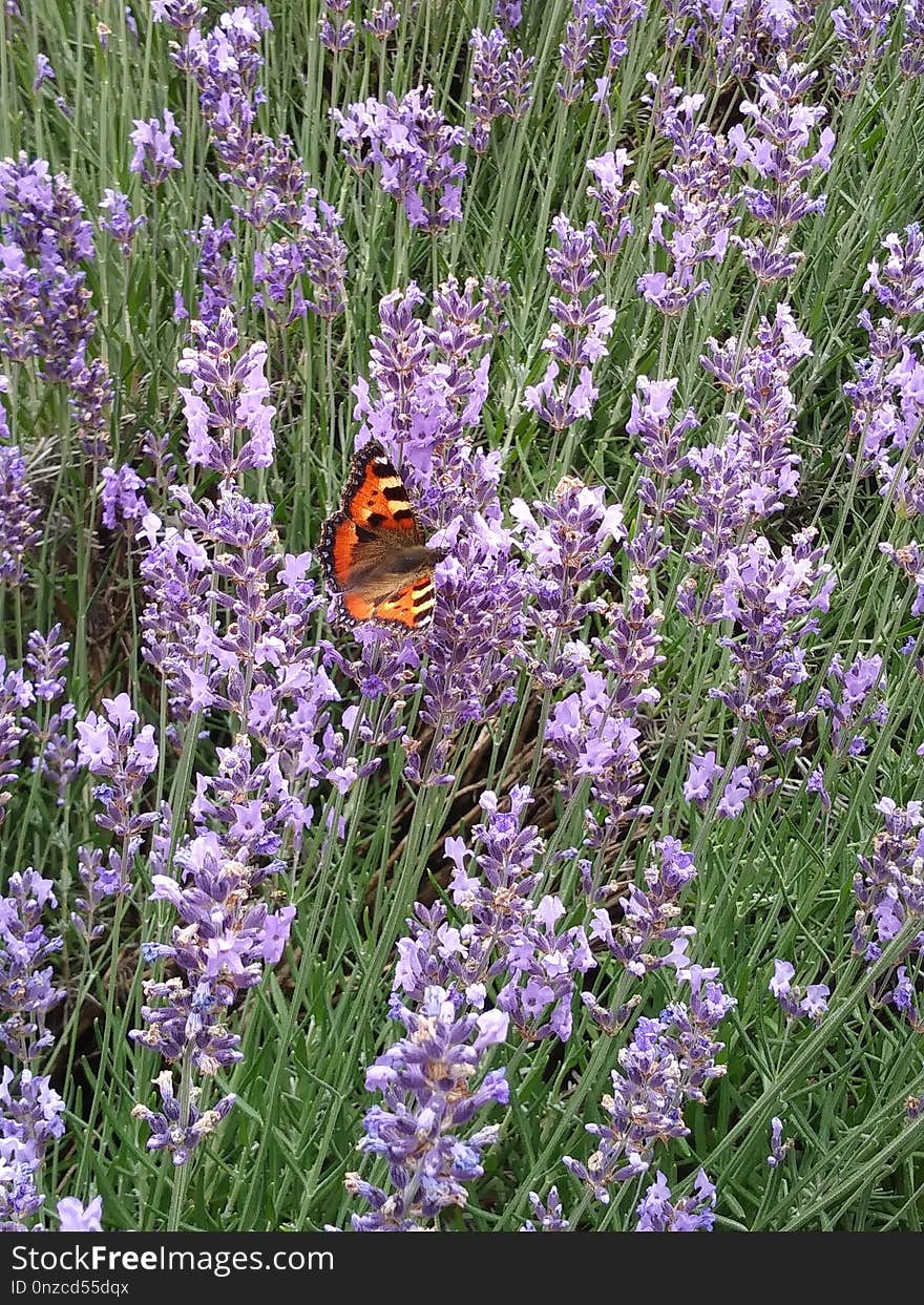 English Lavender, Flower, Plant, Lavender