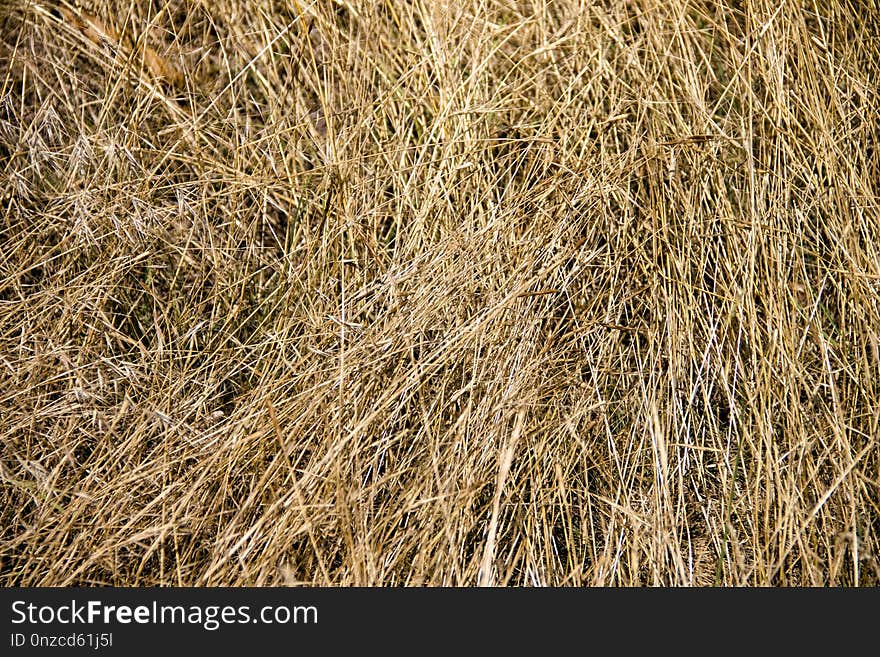 Grass, Straw, Grass Family, Hay