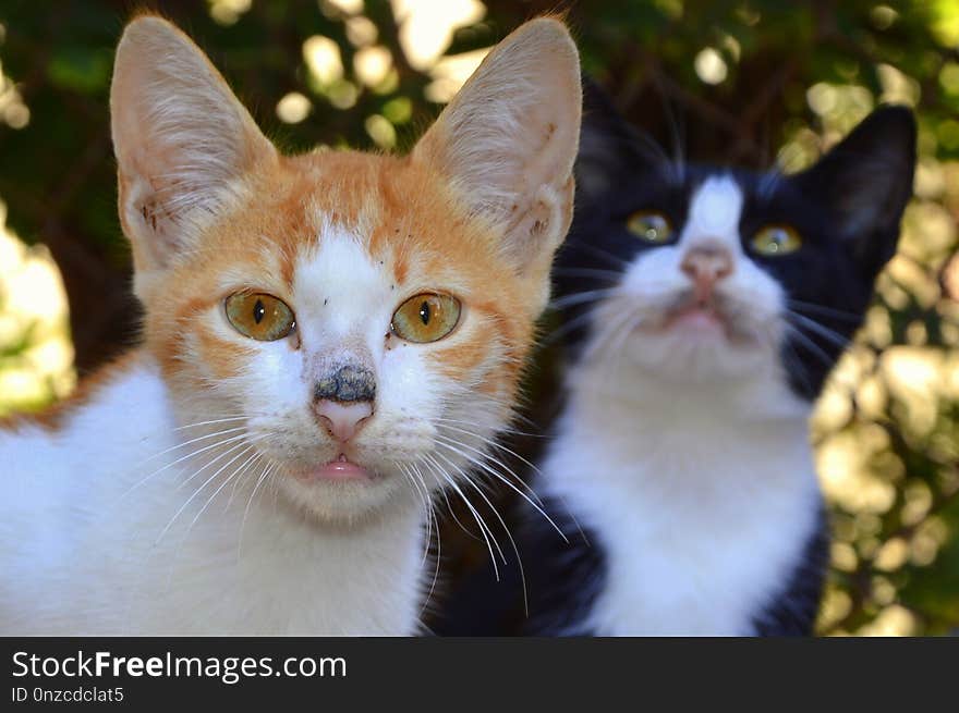 Cat, Whiskers, Fauna, Small To Medium Sized Cats