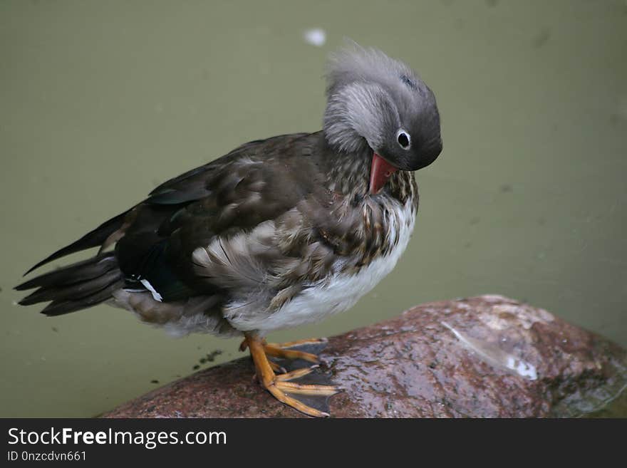 Bird, Fauna, Beak, Feather