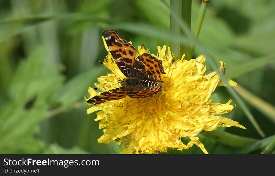 Butterfly, Insect, Nectar, Moths And Butterflies