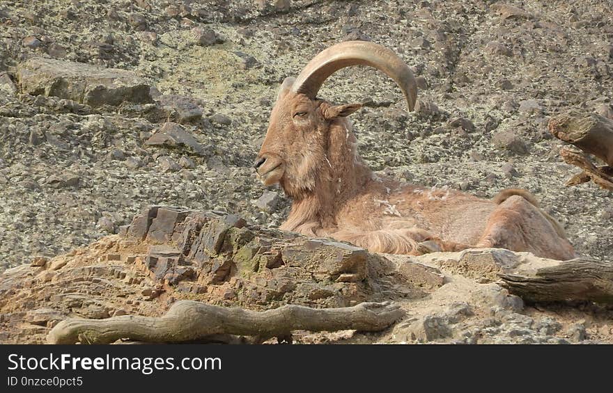 Horn, Barbary Sheep, Fauna, Argali