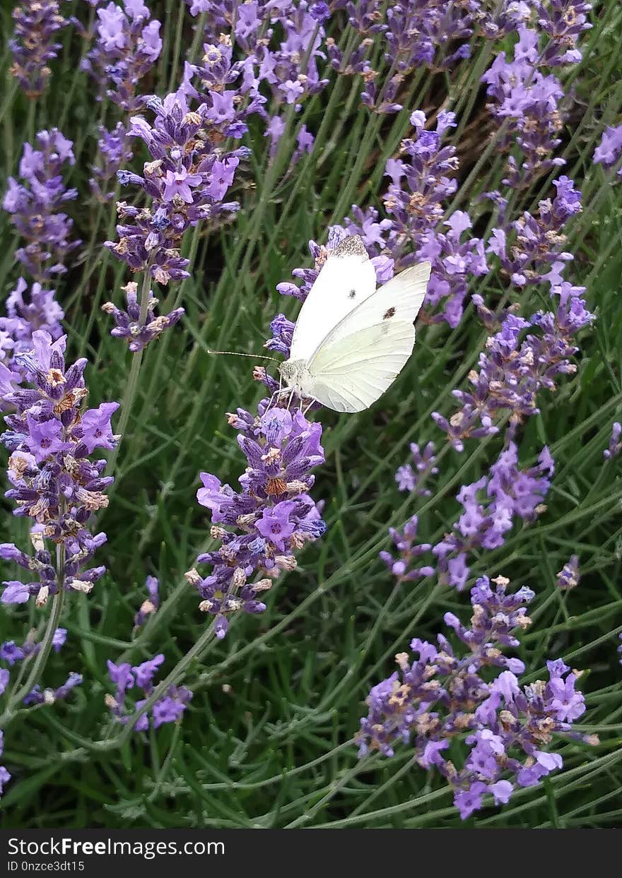 English Lavender, Plant, Lavender, French Lavender