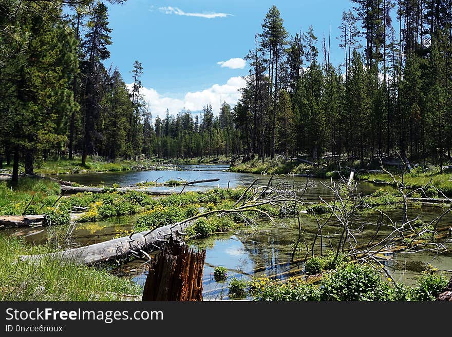 Nature, Wilderness, Reflection, Ecosystem