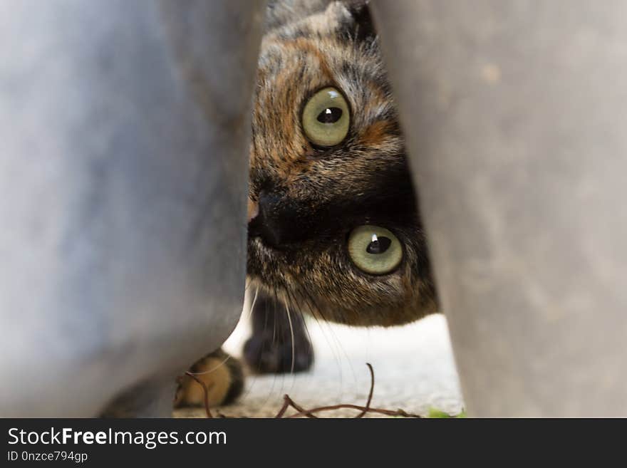 Owl, Fauna, Bird Of Prey, Close Up