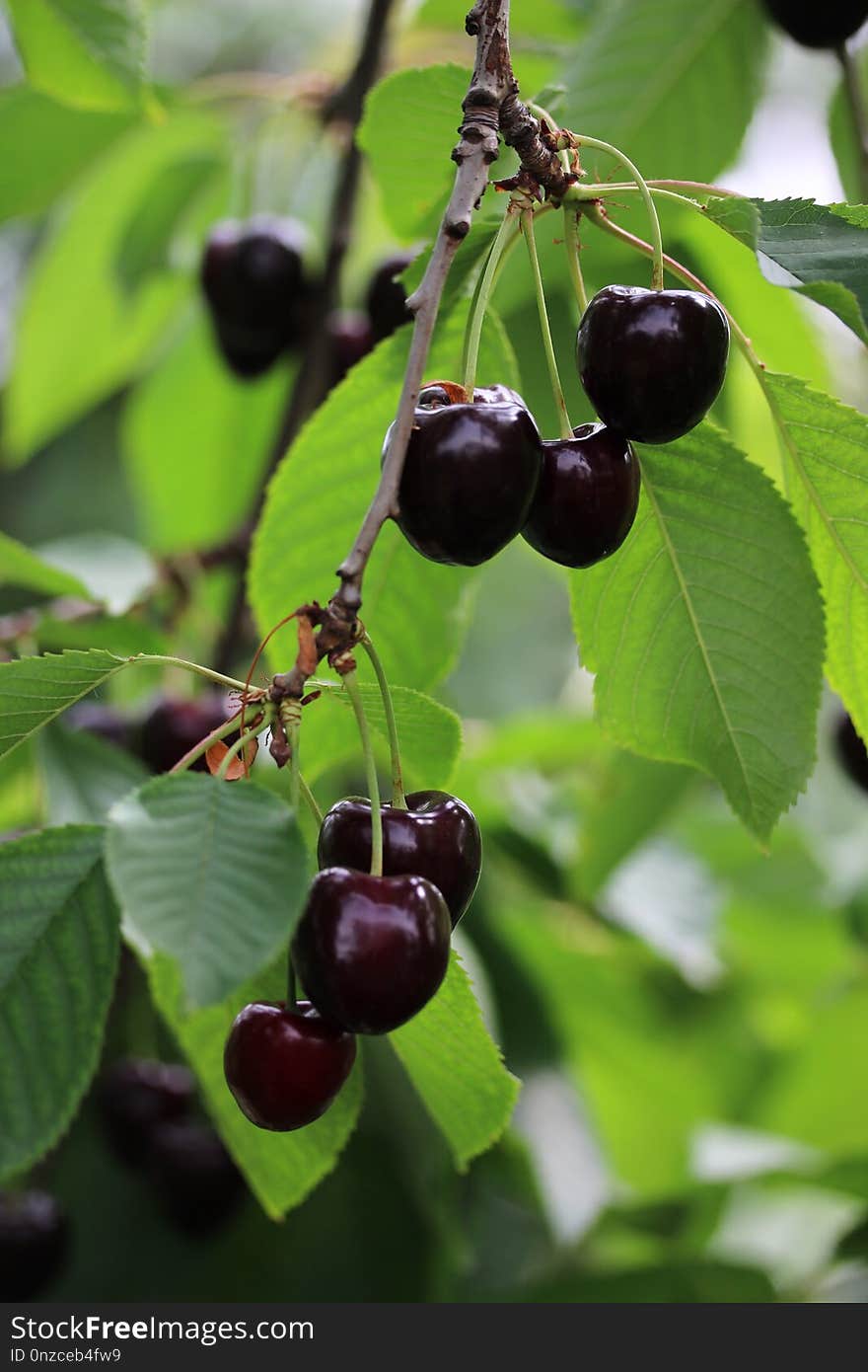 Cherry, Fruit, Aristotelia Chilensis, Chokecherry